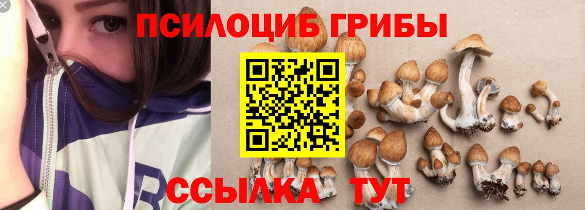 Галлюциногенные грибы Psilocybine cubensis Егорьевск
